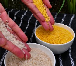 Arroz Dourado não vinga e não consegue cumprir promessas