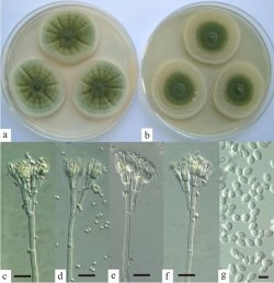 Descoberto em castanheiras fungo parente da penicilina