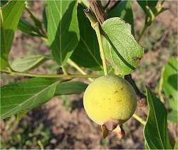 Estudo comprova propriedades funcionais de frutas do Cerrado