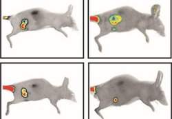 RNA que reduz tumor em 10 vezes  descoberto na USP