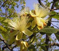 Plantas brasileiras podem ajudar a enfrentar mudanas climticas