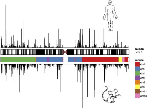 Gentica mostra limitaes dos modelos animais para estudar doenas humanas