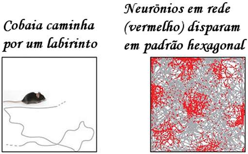 GPS do crebro calcula posio usando clulas em rede