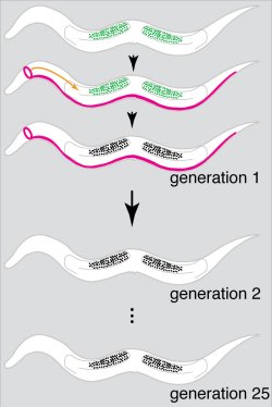 Novo mecanismo de hereditariedade altera teoria da evolução