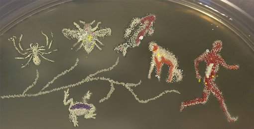 Você não é um indivíduo com bactérias: vocês 