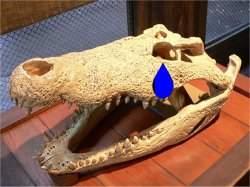 Lágrimas de crocodilo não enganam a todos