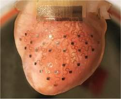 Membrana eletrnica flexvel poder substituir marca-passos