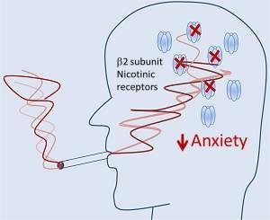 Descoberto como nicotina de cigarros alivia ansiedade de fumantes