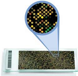 Microarray interpreta expressões genéticas em amostra de sangue