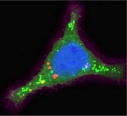 Nanotecnologia ajuda a minimizar efeitos da quimioterapia