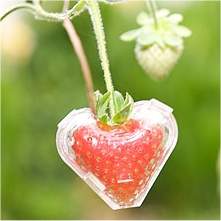 Morango em formato de coração é criado na Austrália