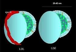 Nanotecnologia brasileira tratam cncer e aterosclerose