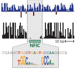 Descoberto novo código escondido no DNA