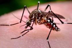 Descoberto novo tipo de vírus da dengue