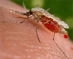 Repelente com cheiro de galinha poder evitar malria