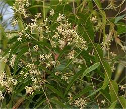 Nim - Planta indiana é inseticida natural contra praga das frutas