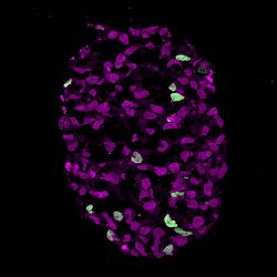 Clulas reprodutivas primordiais so criadas em laboratrio