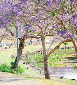 Receita universal: Meia hora de natureza por semana