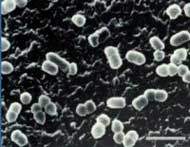 Bactéria desconhecida é encontrada na boca humana
