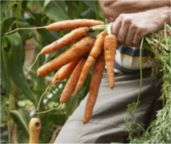 Cinco legumes e verduras que você pode cultivar em casa