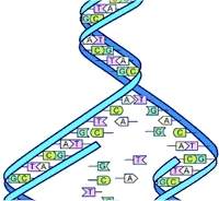 Cientistas descobrem stima e oitava bases do DNA