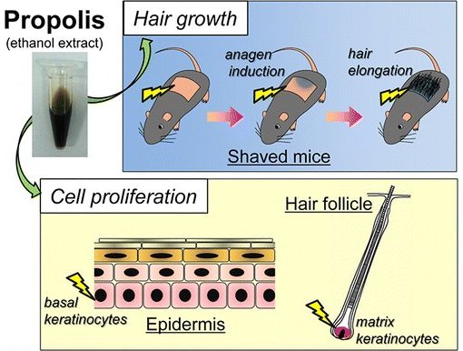 Própolis promove crescimento de pêlos em animais
