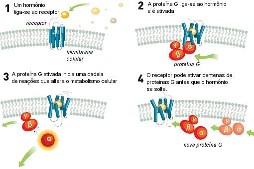 Nobel de Química vai para receptores de proteínas