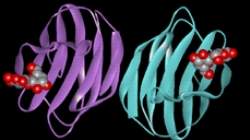 Proteínas poderão inibir infecções gastrointestinais