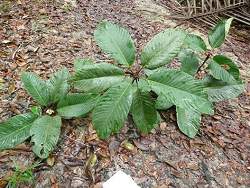 Planta amaznica possui composto anticancergeno