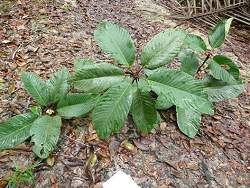 Planta amaznica possui composto anticancergeno