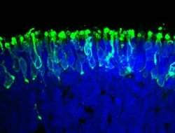 Células-tronco recriam retina funcional em laboratório