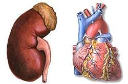Gene do rim pode ser causa de insuficiência cardíaca