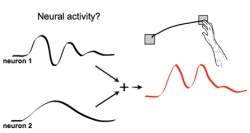 Música do cérebro: neurônios controlam movimento usando ritmos