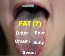 Sexto sentido do paladar: língua pode detectar gosto de gordura