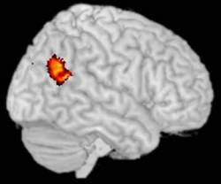 Pesquisa descobre os mecanismos cerebrais de nossas crenas e julgamentos