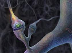 Aprender cria novas conexões entre neurônios