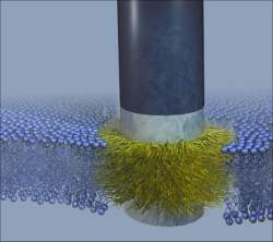 Sonda celular invisvel monitora atividade de clulas vivas