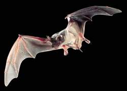 Morcegos podem transmitir vírus para humanos