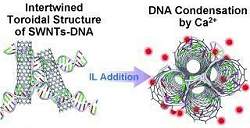 Progresso nos tecidos artificiais para transplantes: DNA com nanotubos