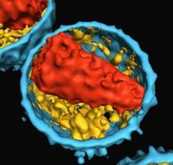 Fiocruz lança exame que detecta HIV em 20 minutos