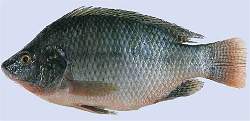 Tilápia e catfish contêm uma combinação perigosa de ácidos graxos
