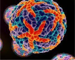 Um novo entendimento do vírus da dengue
