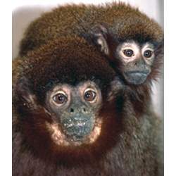Descoberto primeiro adenovrus a saltar entre macacos e humanos