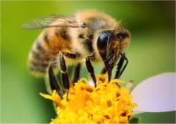 Butantan produz primeiro lote de soro antiveneno de abelha