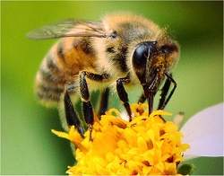 Veneno de abelha pode ser usado para tratar reumatismo