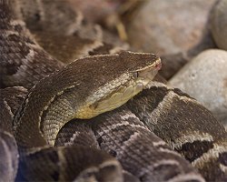 Veneno de cobra interrompe sangramento em 6 segundos