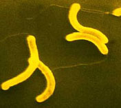 Vibrião do cólera está disseminado no zooplâncton