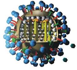 Mapeamento de mutações do vírus H5N1 dá prêmio a pesquisadora brasileira