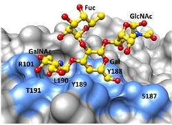 Infecções por rotavírus podem depender de tipo sanguíneo