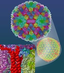 Imagem 3-D de vírus acelera terapia genética